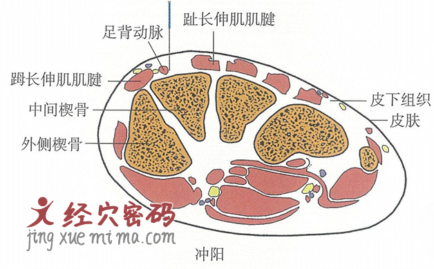 冲阳的位置解剖图（图解）