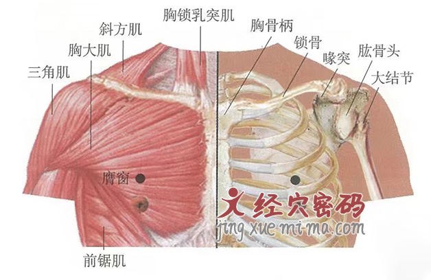 膺窗穴位位置图及针灸穴位图解