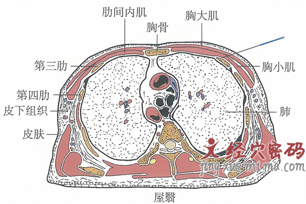 屋翳的位置解剖图（图解）