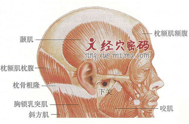 下关穴位位置图及针灸穴位图解