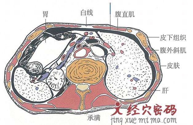 承满的位置解剖图（图解）