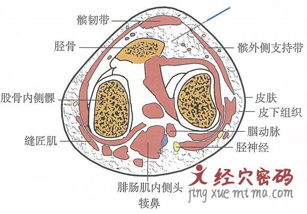 犊鼻的位置解剖图（图解）