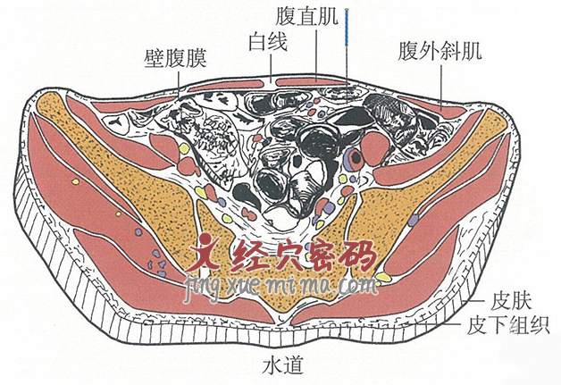 水道的位置解剖图（图解）