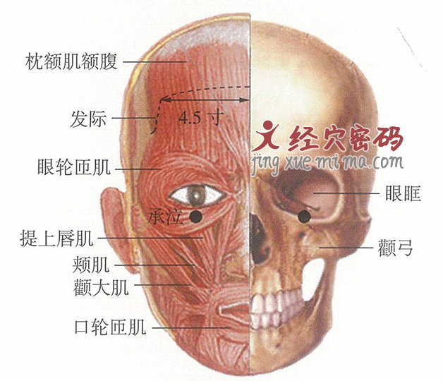 承泣穴位位置图及针灸穴位图解