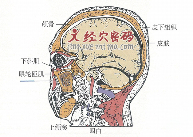 四白的位置解剖图（图解）