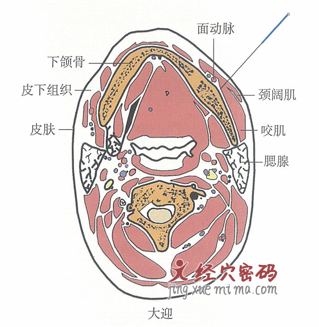 大迎的位置解剖图（图解）