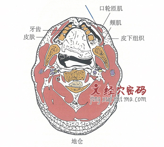 地仓的位置解剖图（图解）