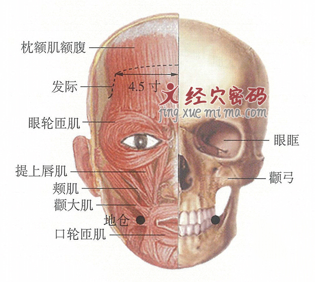 地仓穴位位置图及针灸穴位图解