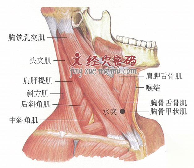 水突穴位位置图及针灸穴位图解