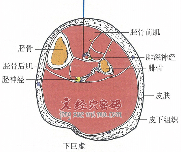 下巨虚的位置解剖图（图解）