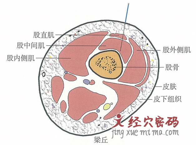 梁丘的位置解剖图（图解）