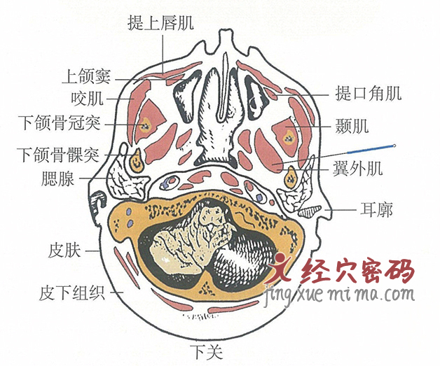 下关的位置解剖图（图解）