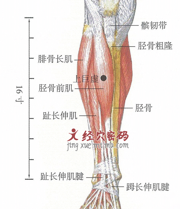 上巨虚穴位位置图及针灸穴位图解