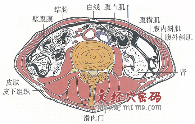 滑肉门的位置解剖图（图解）