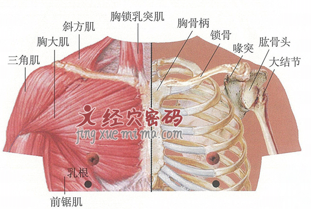 乳根穴位位置图及针灸穴位图解