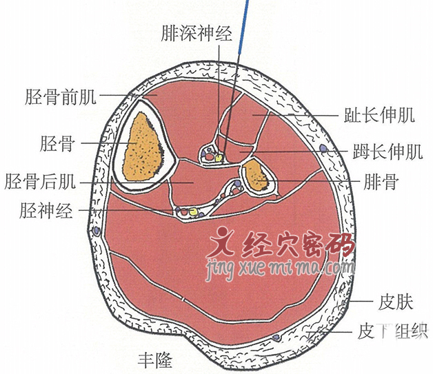 丰隆穴位位置图及针灸穴位图解