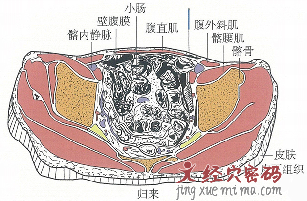 归来的位置解剖图（图解）