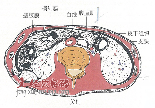 关门的位置解剖图（图解）