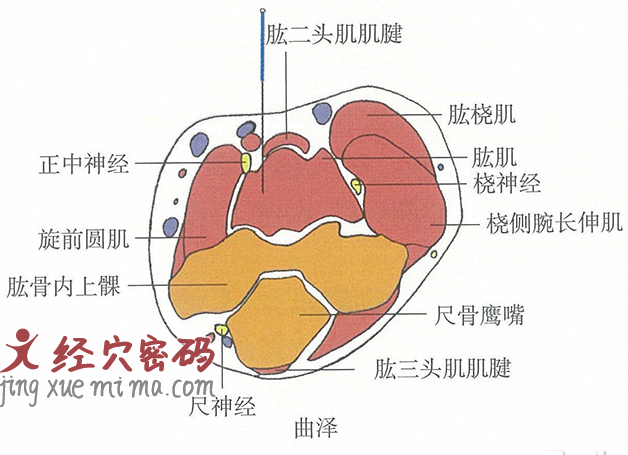 曲泽的位置解剖图（图解）