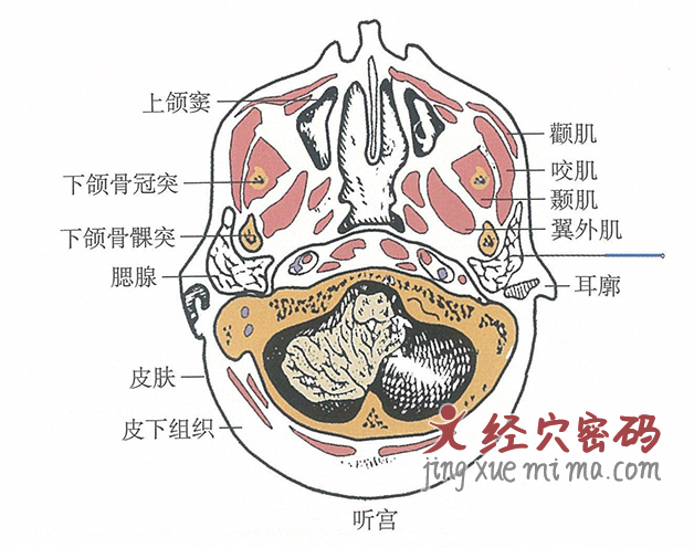 听宫的位置解剖图（图解）