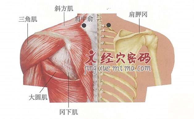 肩中俞穴位位置图及针灸穴位图解