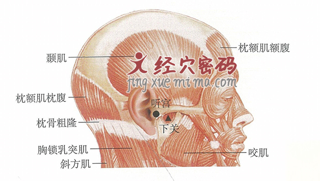 听宫穴位位置图及针灸穴位图解