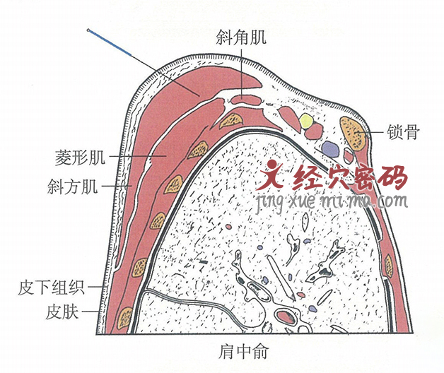 肩中俞的位置解剖图（图解）