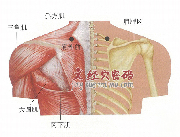 肩外俞穴位位置图及针灸穴位图解