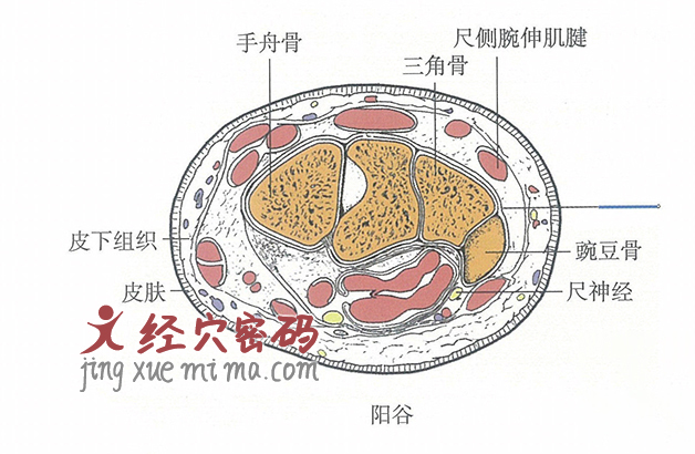 阳谷的位置解剖图（图解）