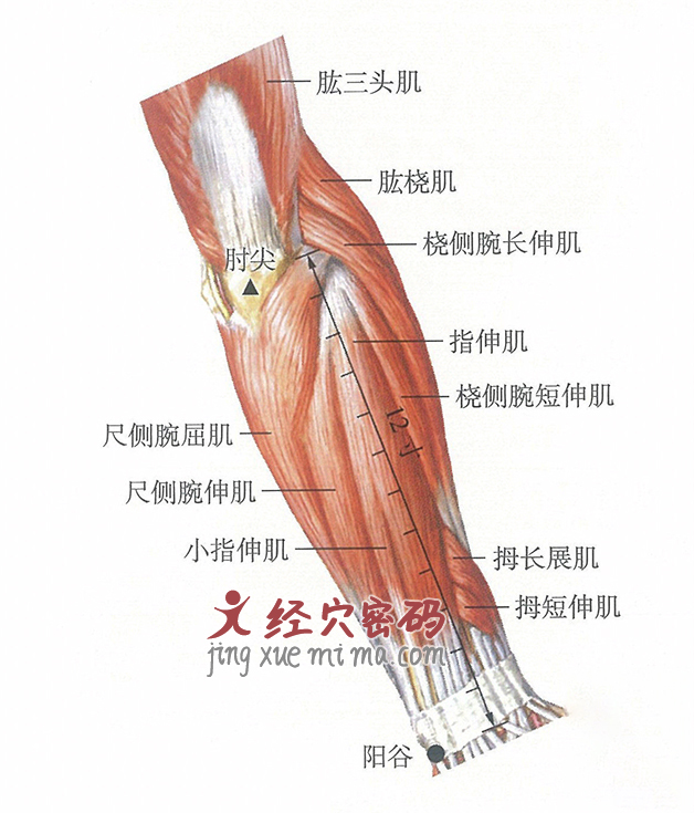 阳谷穴位位置图及针灸穴位图解