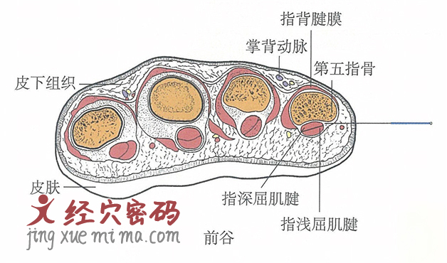 前谷的位置解剖图（图解）