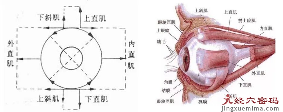 控制眼球运动的六条肌肉你分清楚了吗？ 睛明穴可以调节内直肌与上斜肌你知道吗？