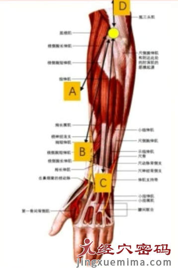 温溜穴位解读