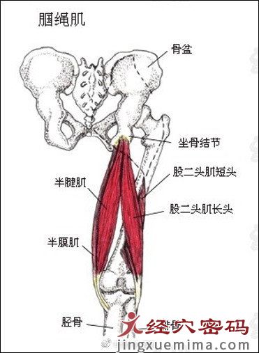 #马化腾因身体原因缺席两会# 腰椎间盘突出该如何防治？