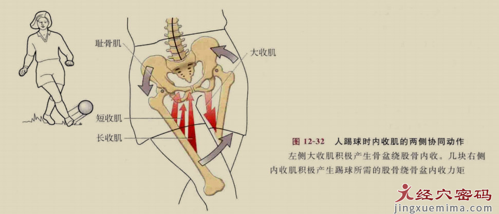 传承弟子分享：足厥阴经筋的解剖分析