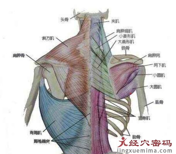 从“解剖学”角度谈谈究竟——为何将手足太阳经称为同名经？