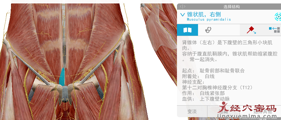 传承弟子分享：胃足阳明之脉经筋知识点总结