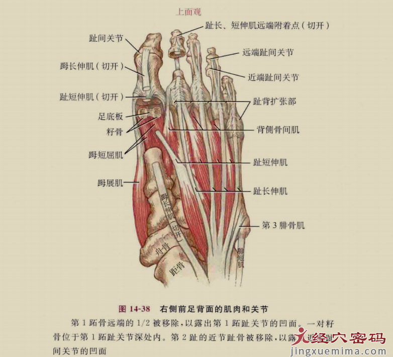 传承弟子分享：足厥阴经筋的解剖分析