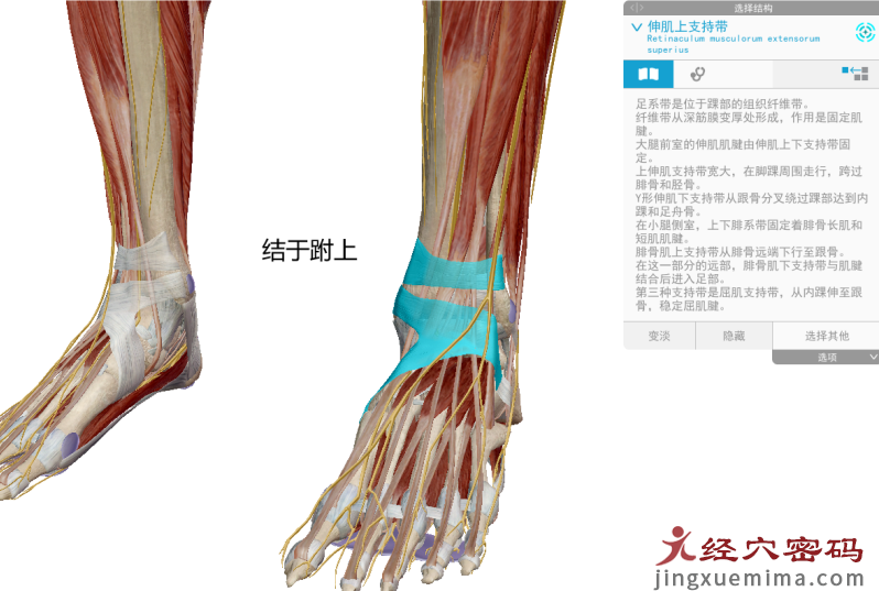 传承弟子分享：胃足阳明之脉经筋知识点总结