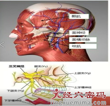 下关穴三才针刺方法居然有如此神效……