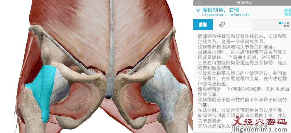 传承弟子分享：胃足阳明之脉经筋知识点总结