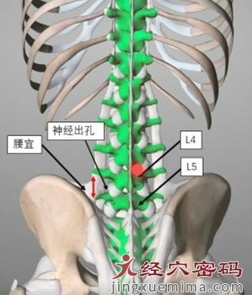 腰宜穴的三才刺法