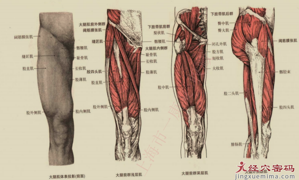 传承弟子分享：胃足阳明之脉经筋知识点总结