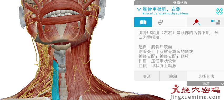 传承弟子分享：胃足阳明之脉经筋知识点总结