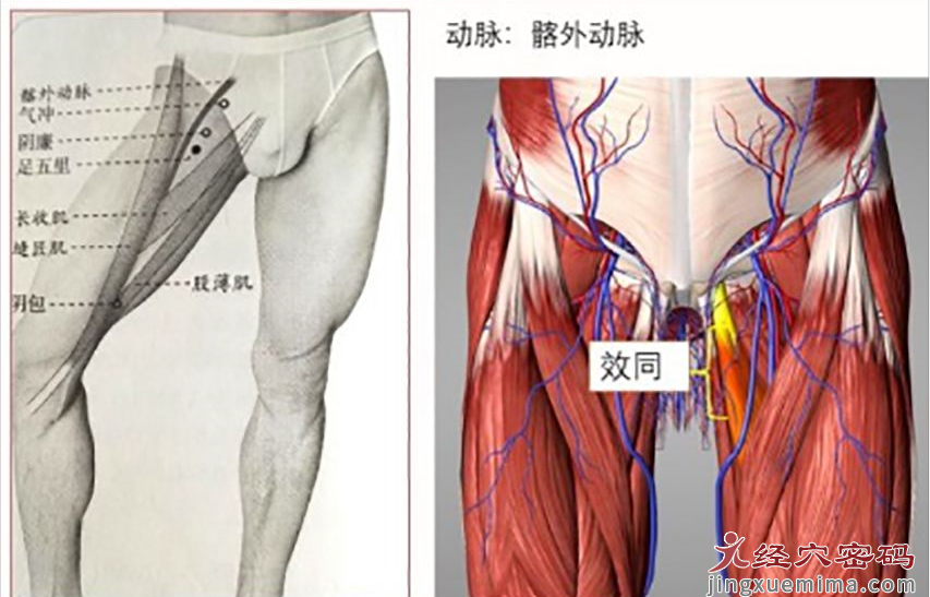 肝足厥阴之脉——之足五里正确取穴方法