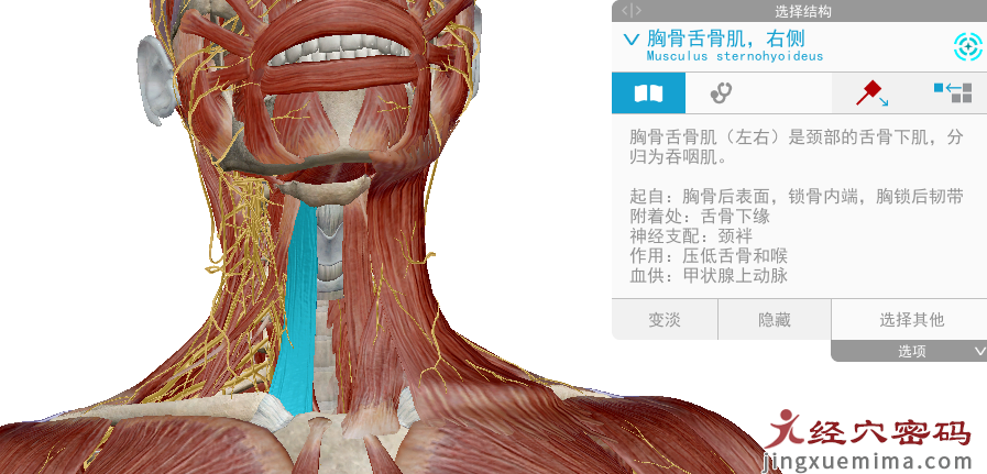 传承弟子分享：胃足阳明之脉经筋知识点总结