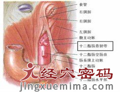 程氏针灸三才针法治疗肠系膜上动脉压迫综合征