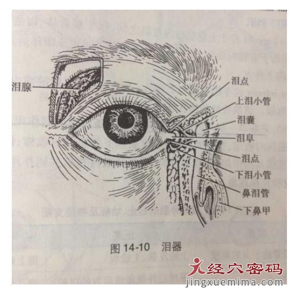 眼睛干涩、瘙痒、无泪可以试试睛明穴