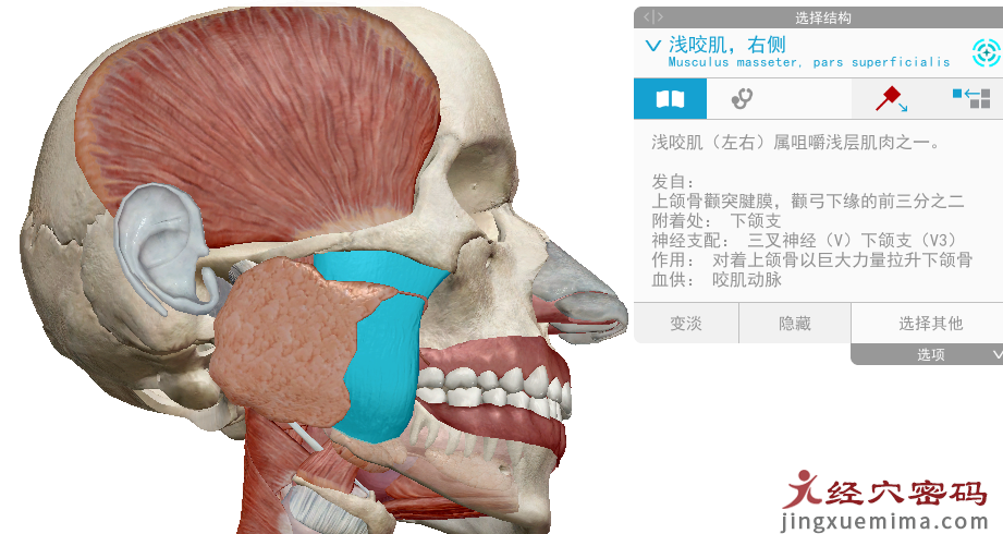 传承弟子分享：胃足阳明之脉经筋知识点总结