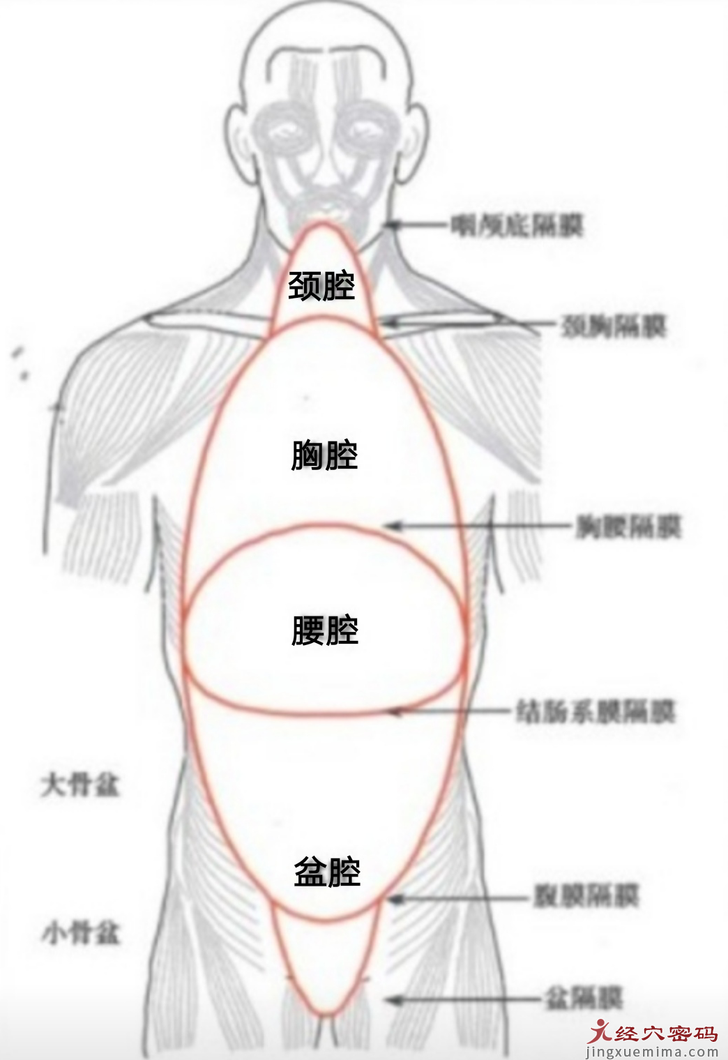 从现代解剖学认识“肾主纳气”与“肾开窍于二阴”